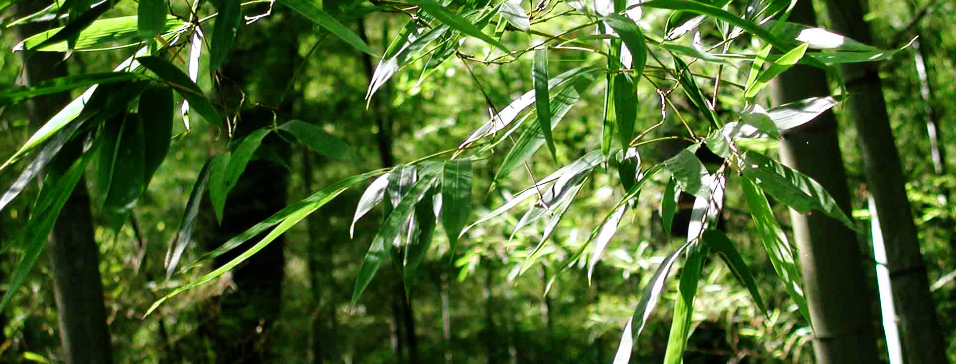 發(fā)現(xiàn)和恩竹刨切板，竹多層板，竹家具板，竹集成材及更多